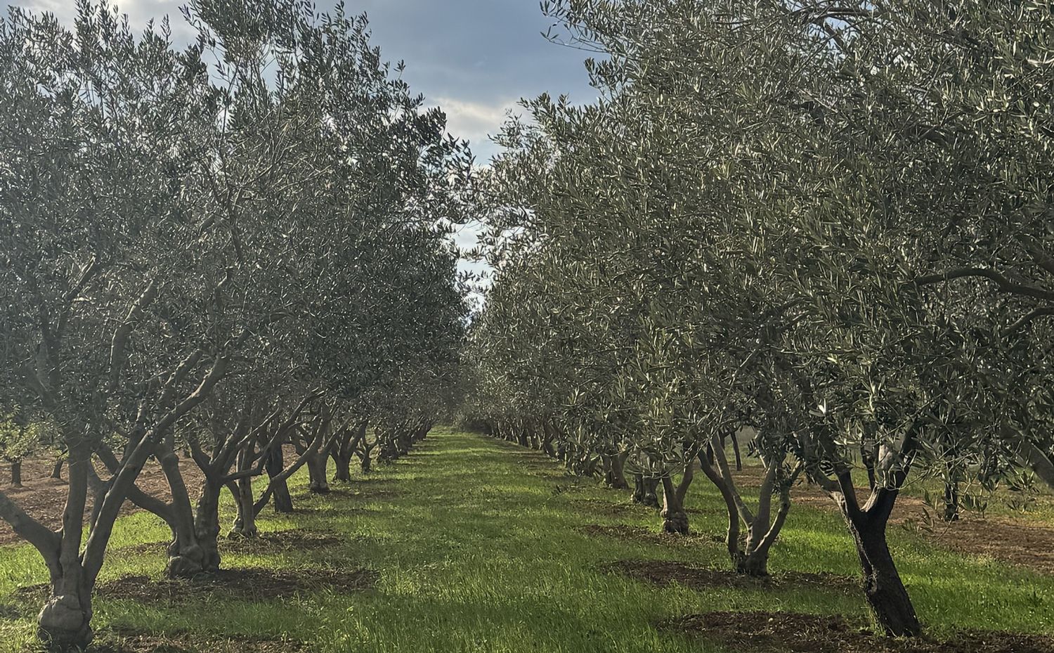 Long rows of olive trees under a cloudy sky in the family grove near Zadar.