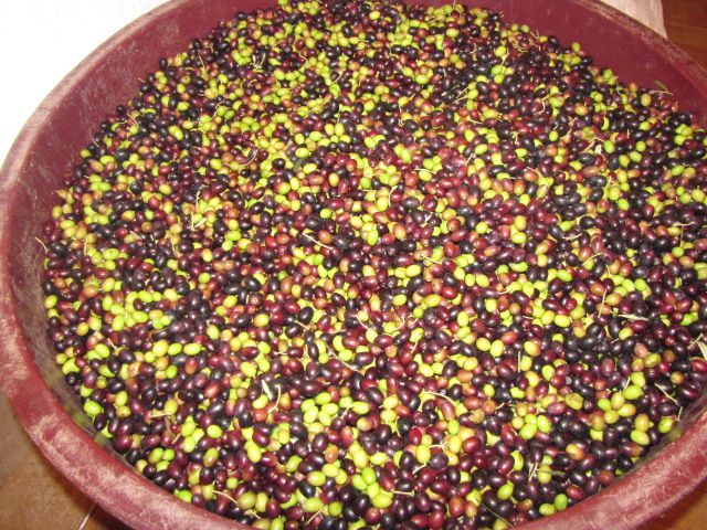 A tub of freshly harvested olives in shades from green to deep purple.