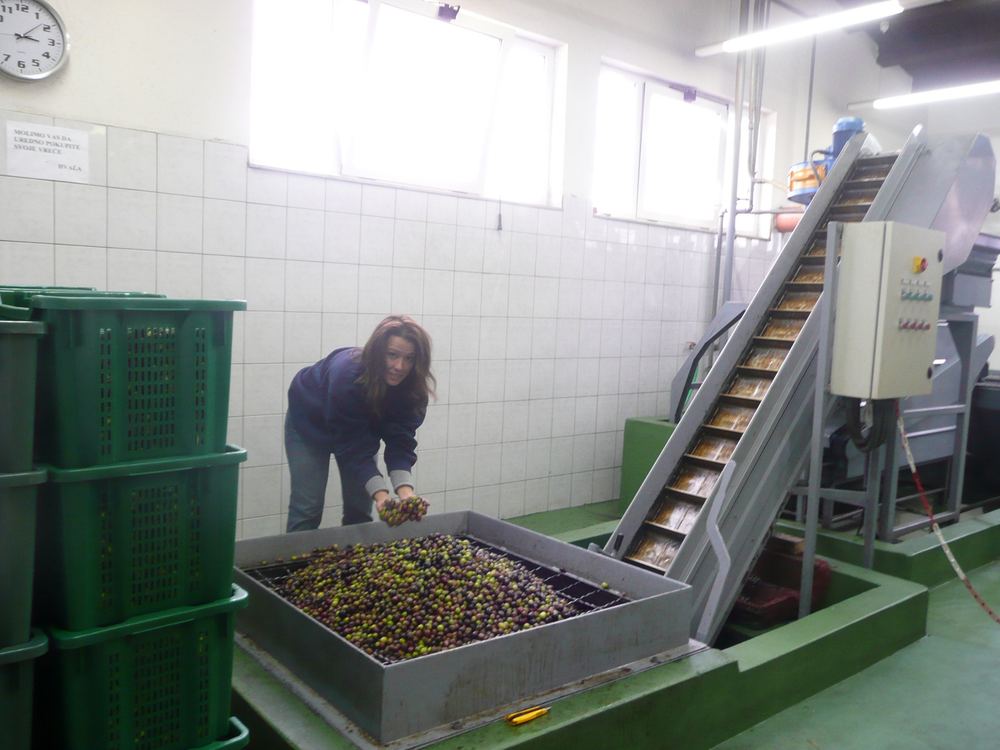Fresh olives arriving at the mill, ready to go up the conveyor to the press.